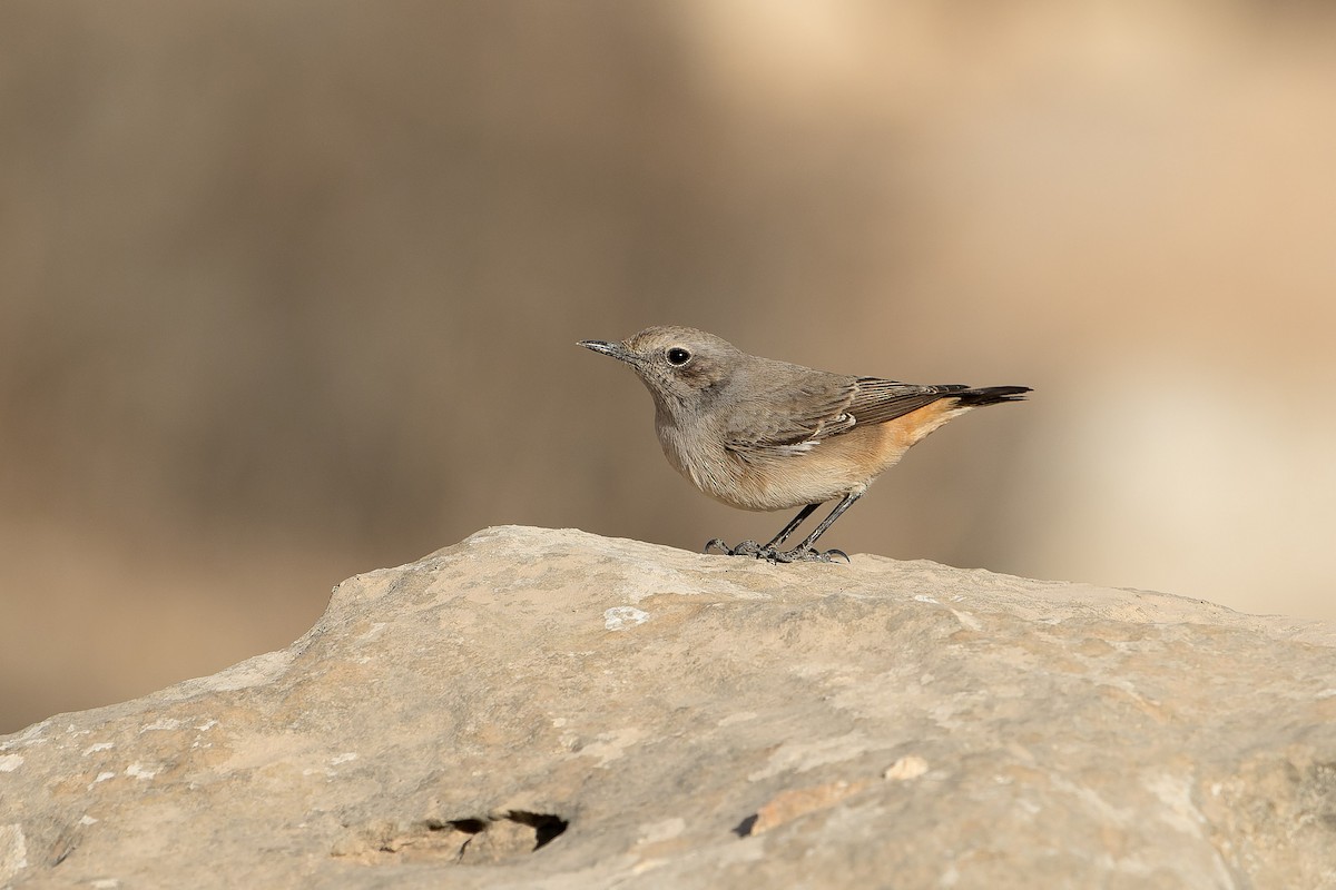 bělořit bělobrvý - ML645539544