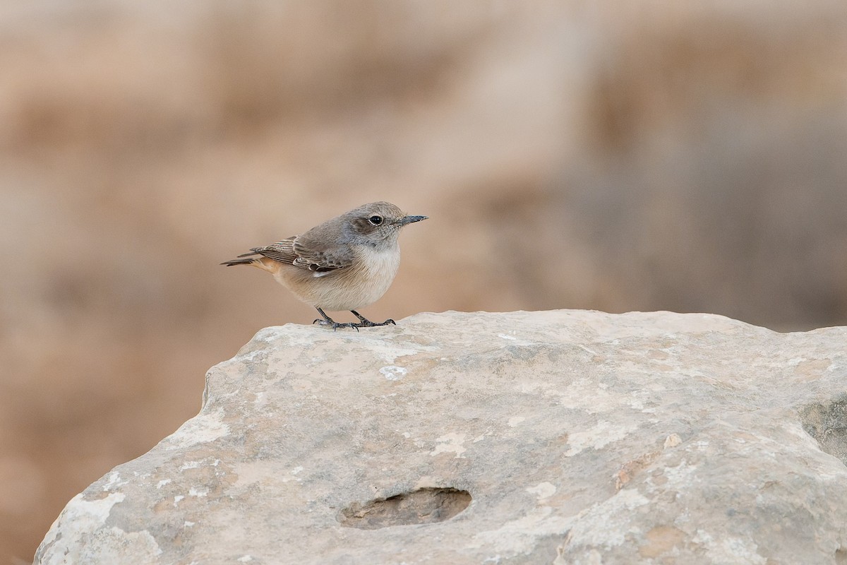 bělořit bělobrvý - ML645539545