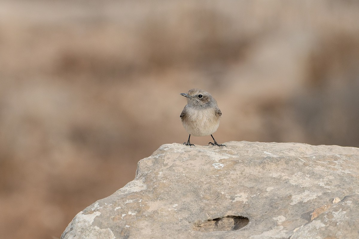 bělořit bělobrvý - ML645539546