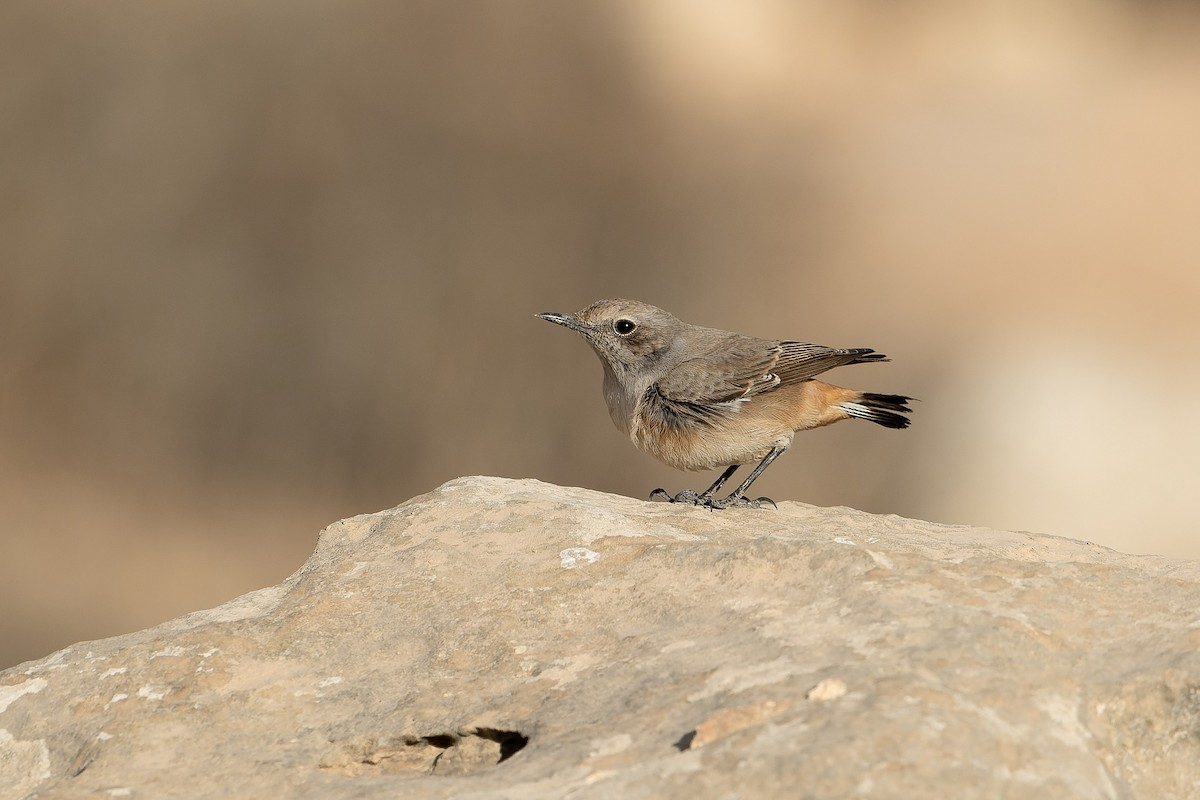 bělořit bělobrvý - ML645539547