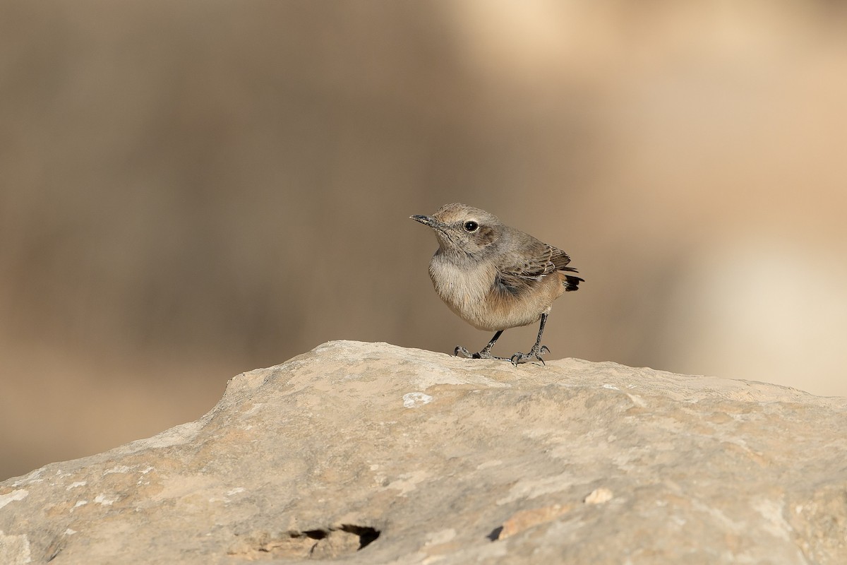 bělořit bělobrvý - ML645539548