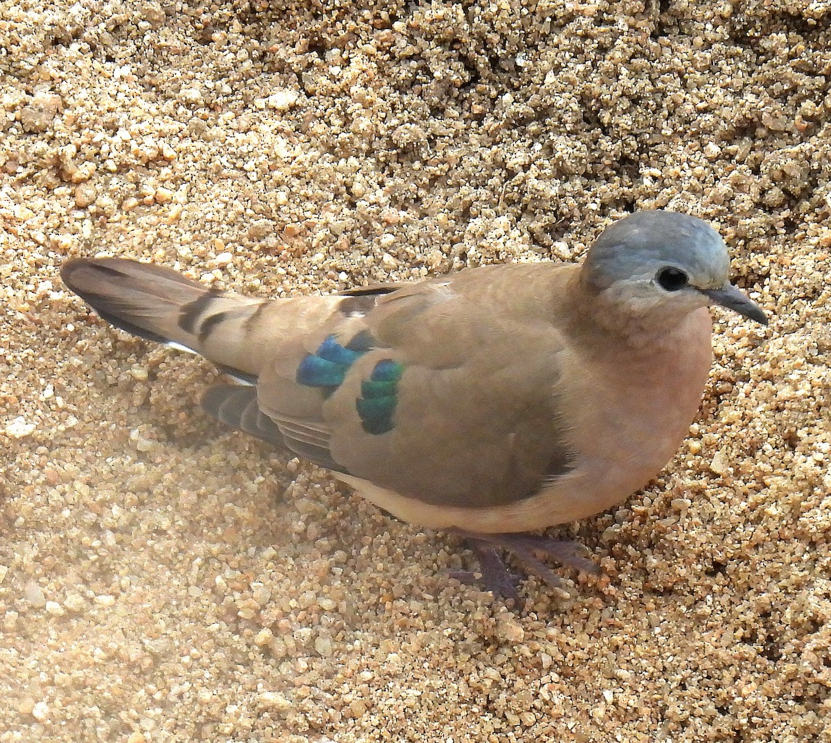 Yeşil Aynalı Kumru - ML645539549