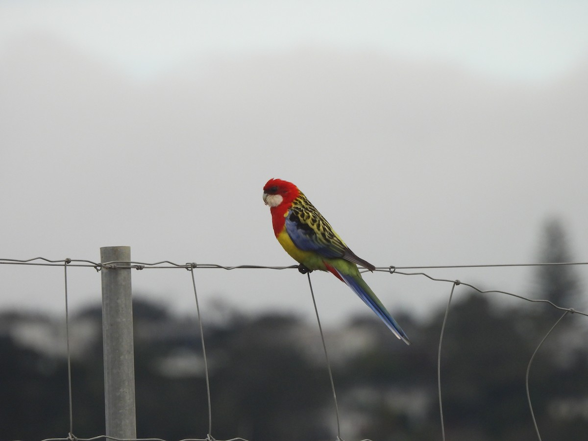Eastern Rosella - ML645539551