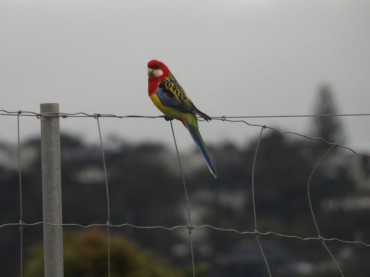 Eastern Rosella - ML645539552