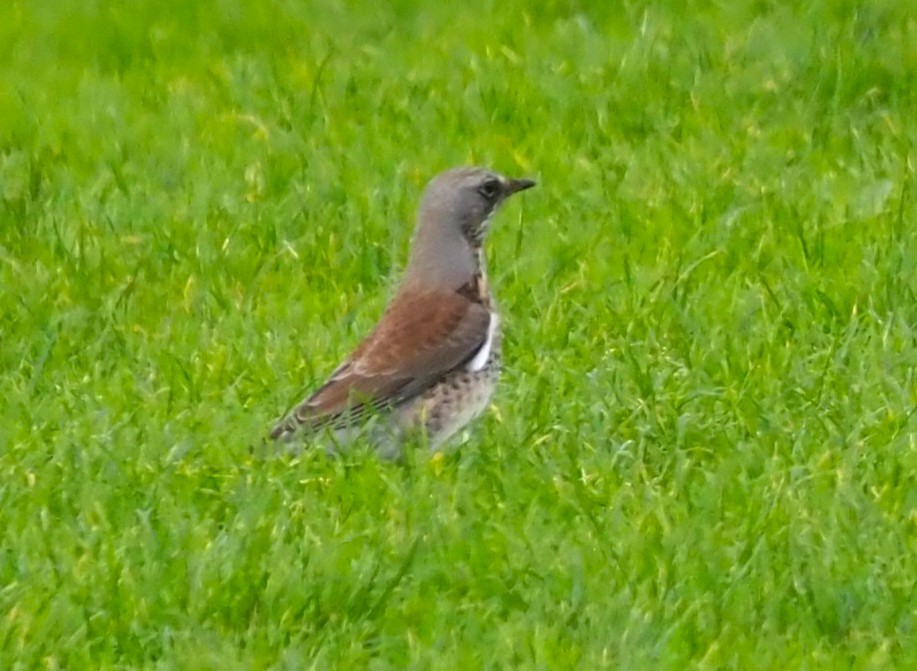 Fieldfare - ML645539558