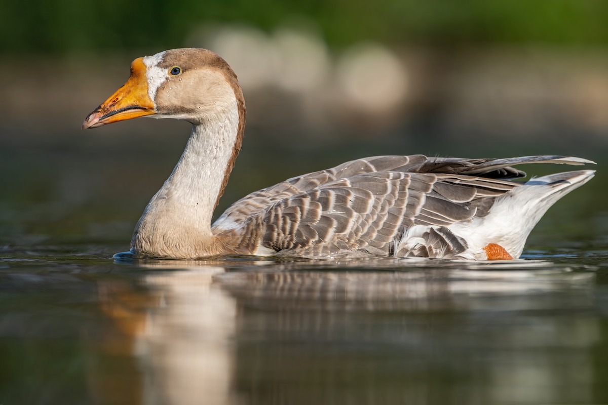 Ánsar Cisnal (variedad doméstica) - ML645539560