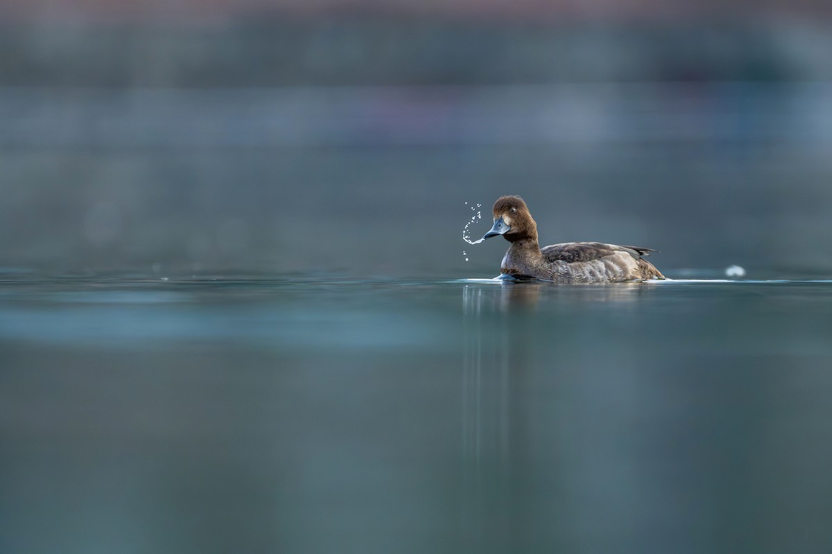 Murgilari mottoduna - ML645539575