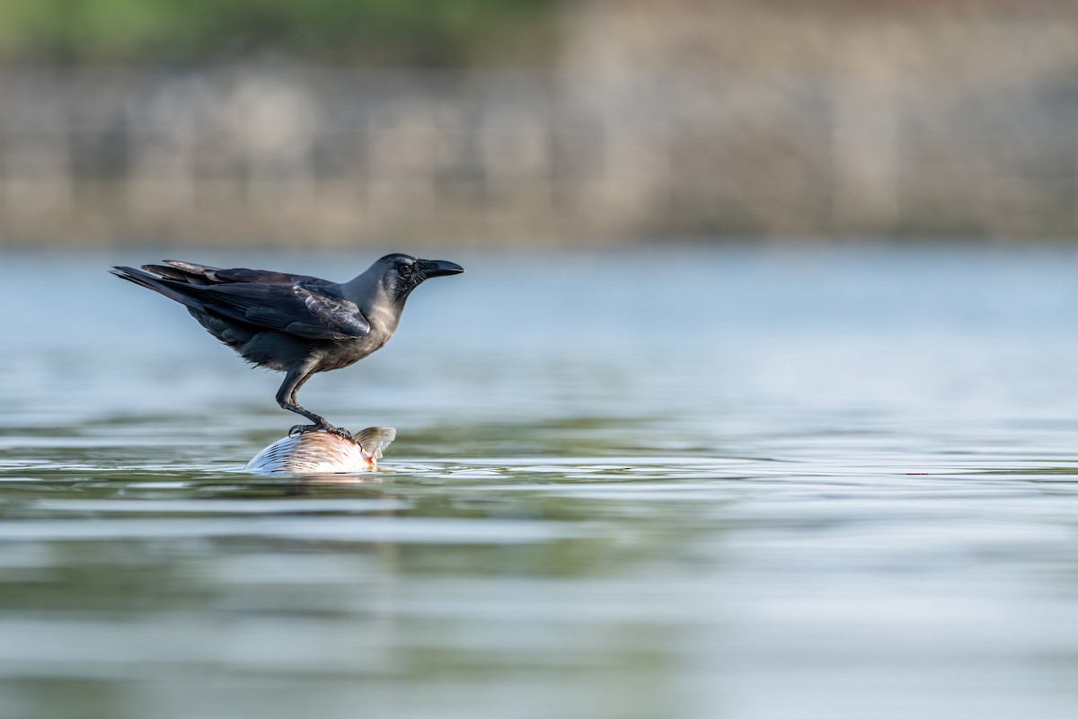 Bele indiarra - ML645539582