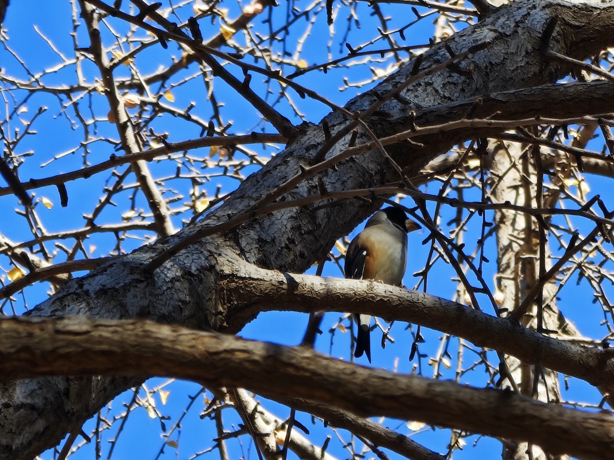 Yellow-billed Grosbeak - ML645539588