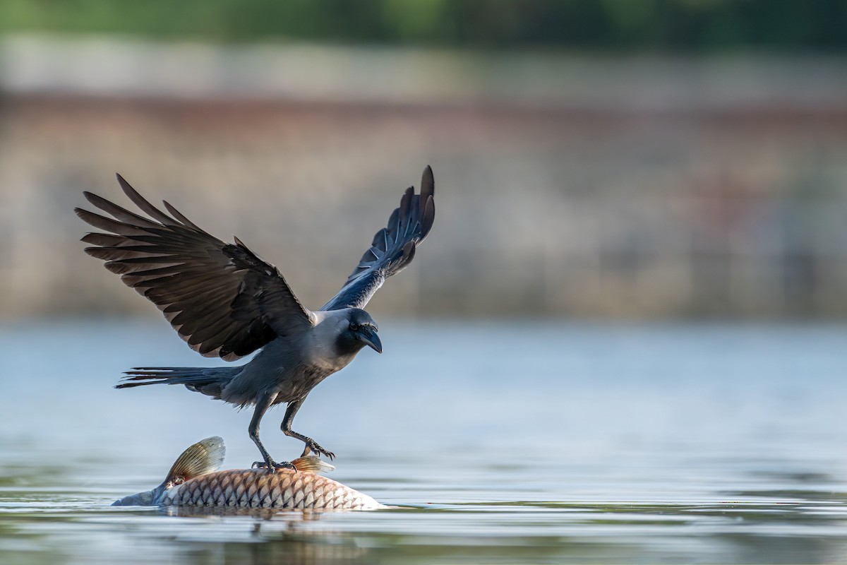 Bele indiarra - ML645539590