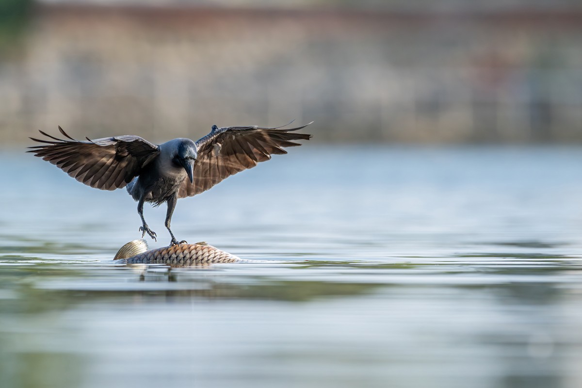 Bele indiarra - ML645539592