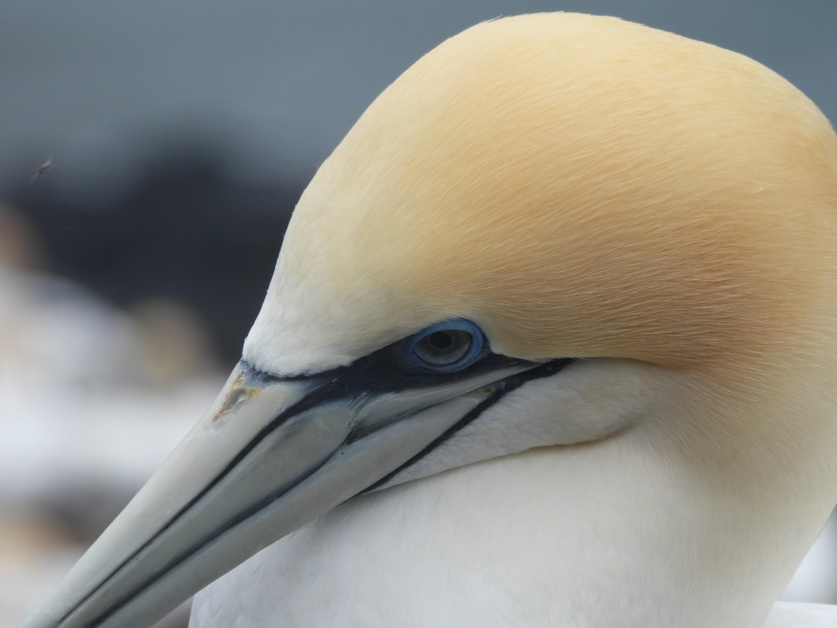 Zanga australiarra - ML645539593