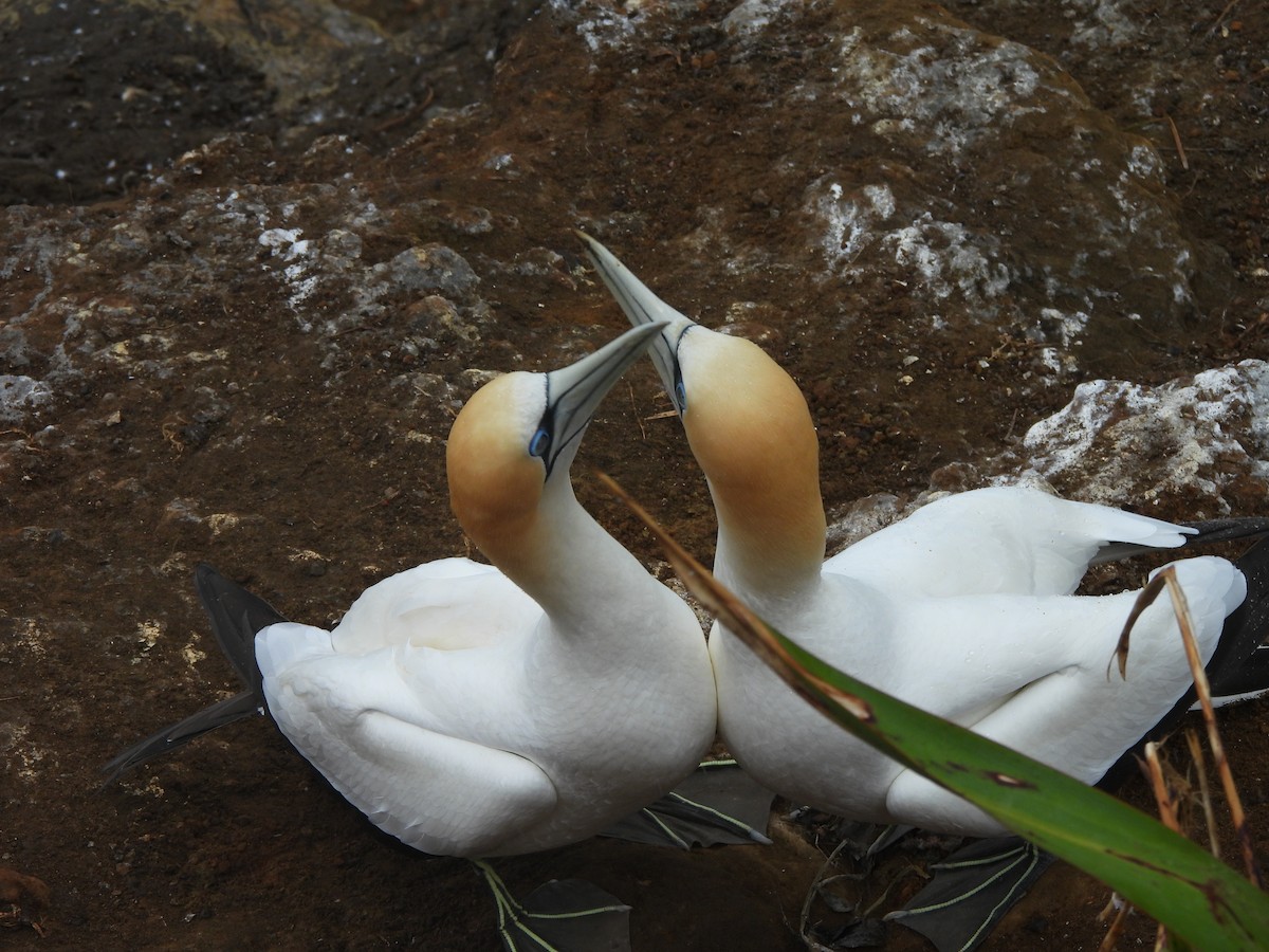 Zanga australiarra - ML645539594