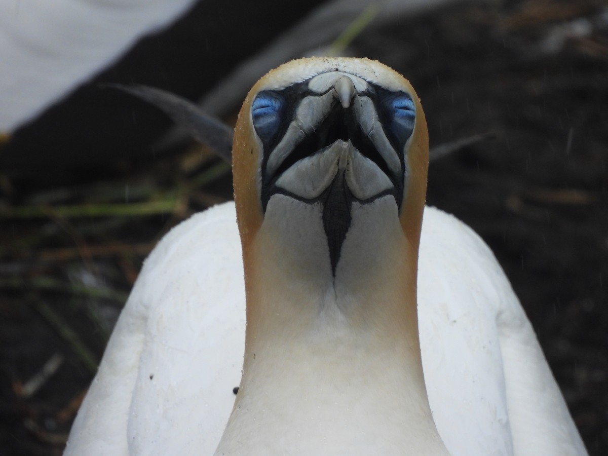 Avustralya Sümsüğü - ML645539595