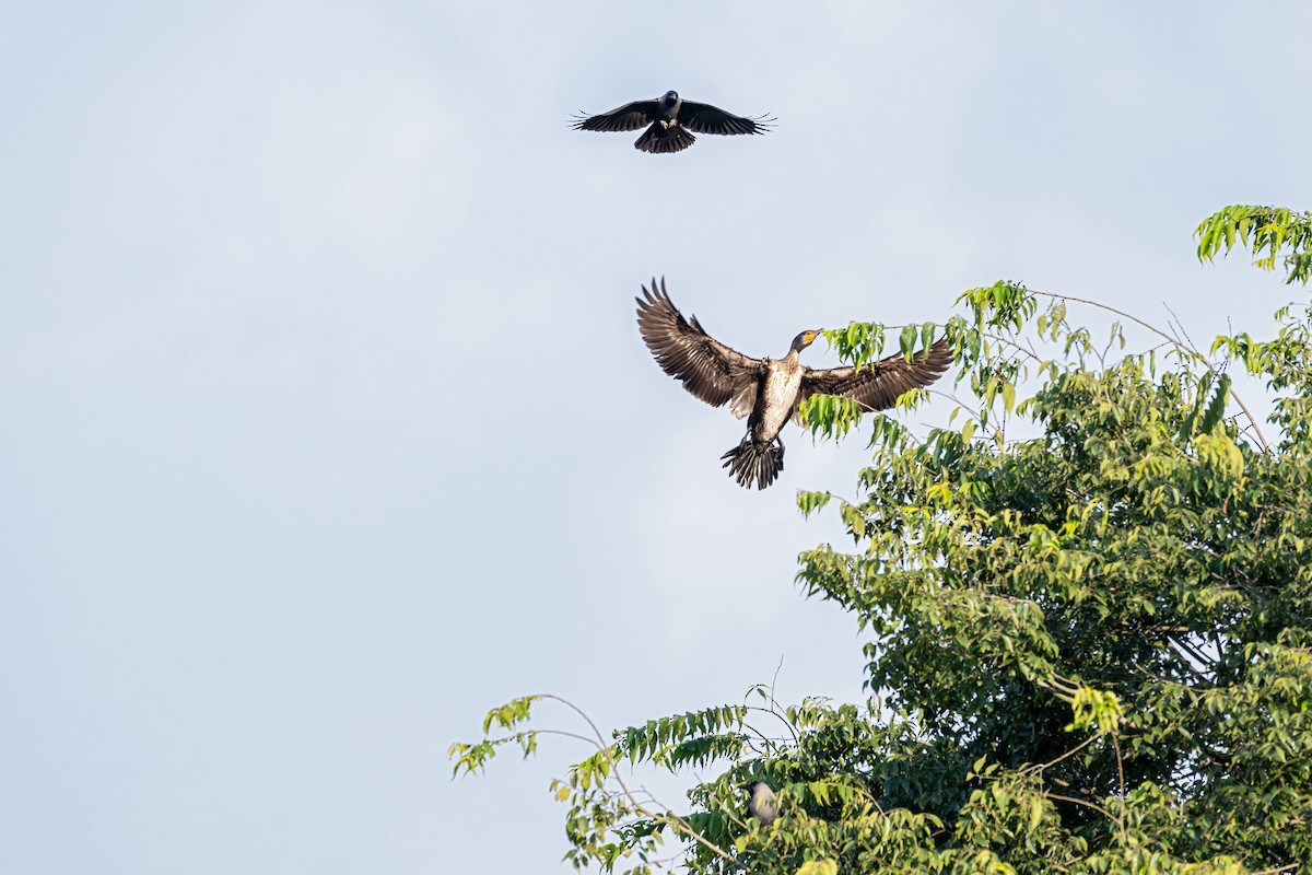 Ubarroi handia - ML645539596