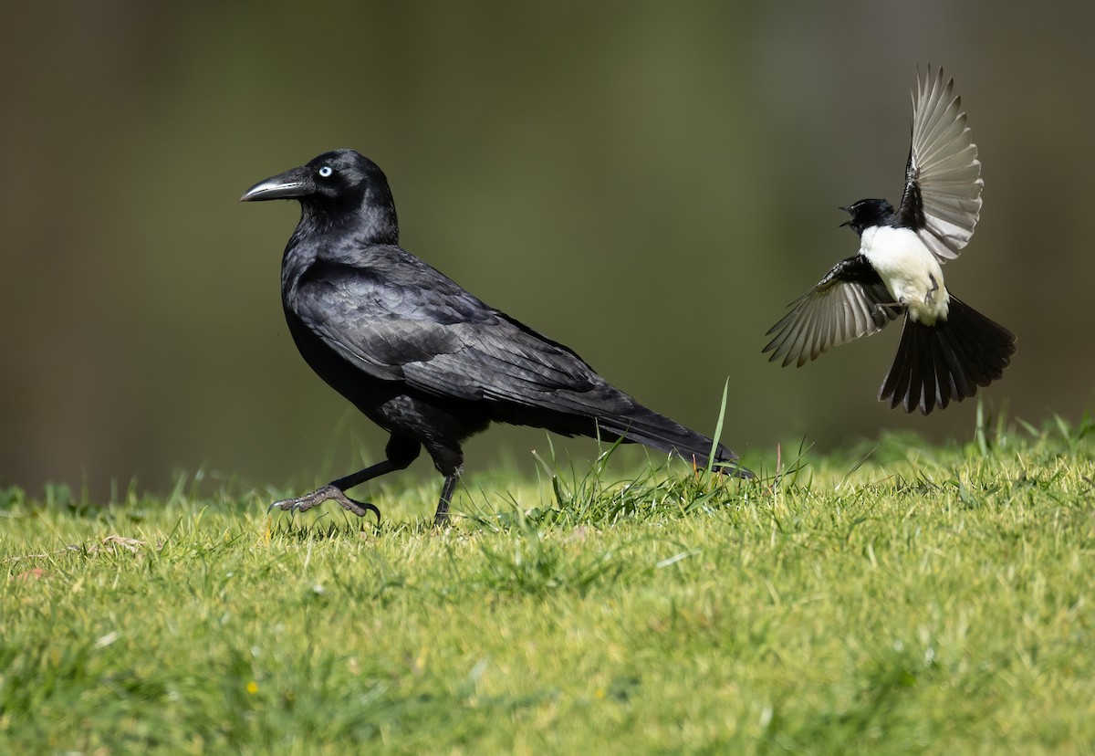 Little Raven - ML645539597