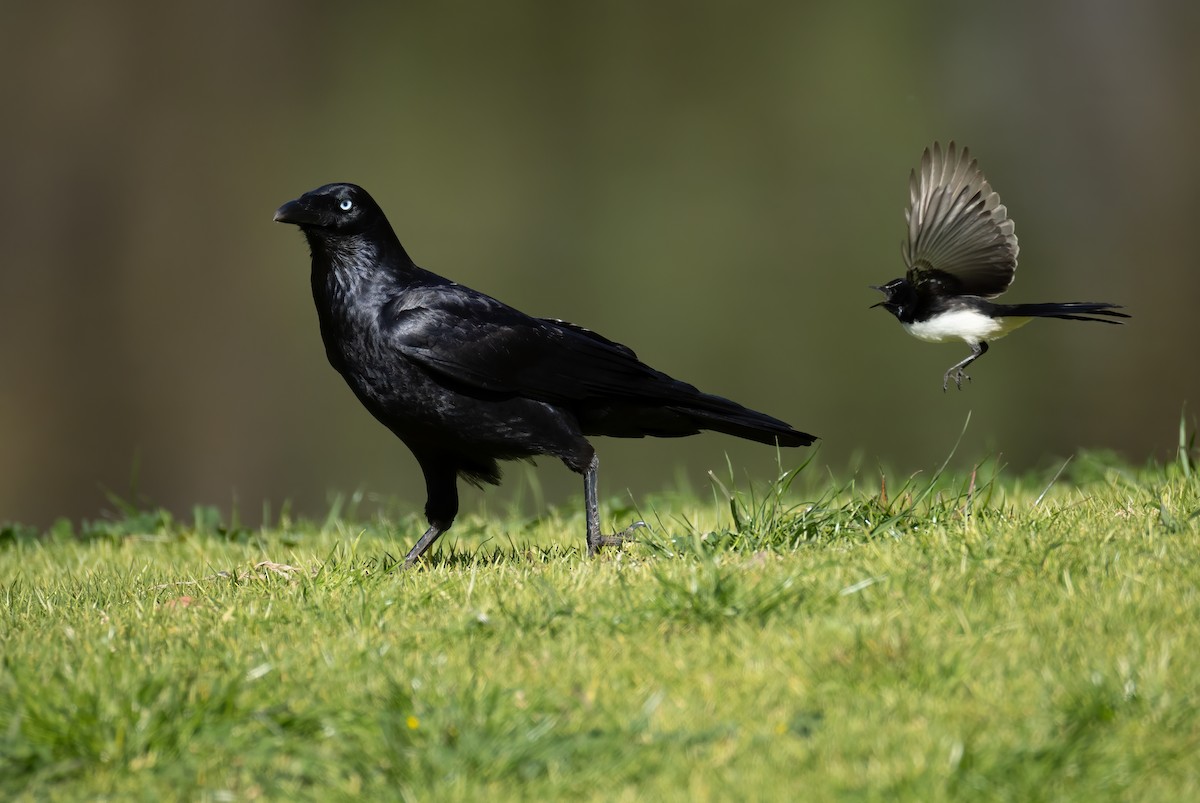 Little Raven - ML645539598