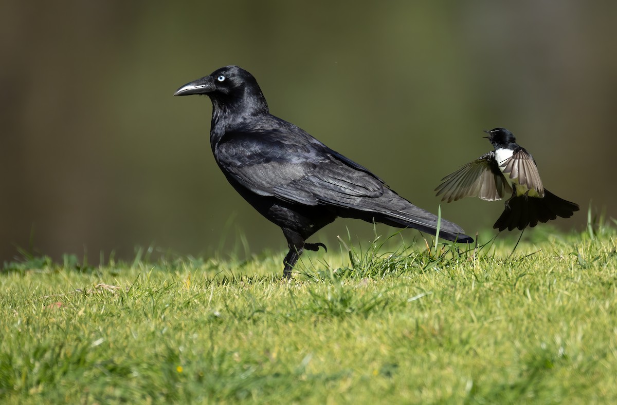 Little Raven - ML645539599