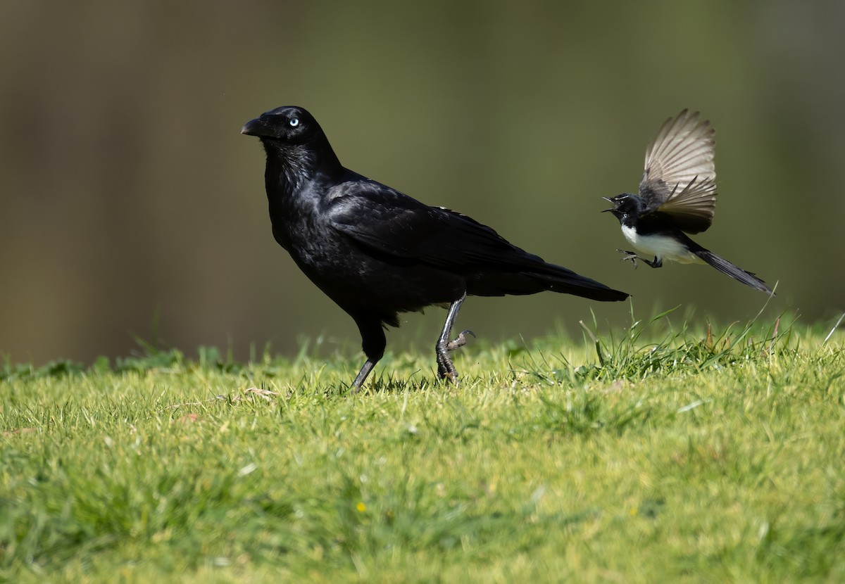 Little Raven - ML645539600