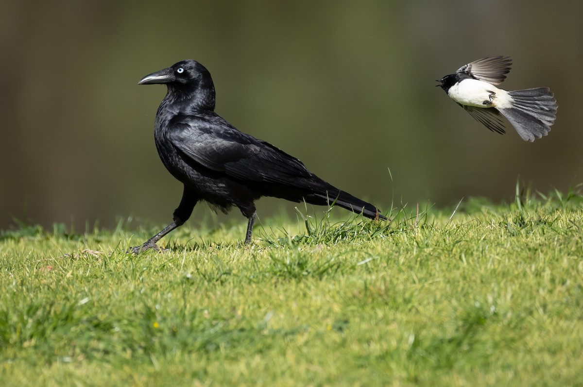 Little Raven - ML645539601