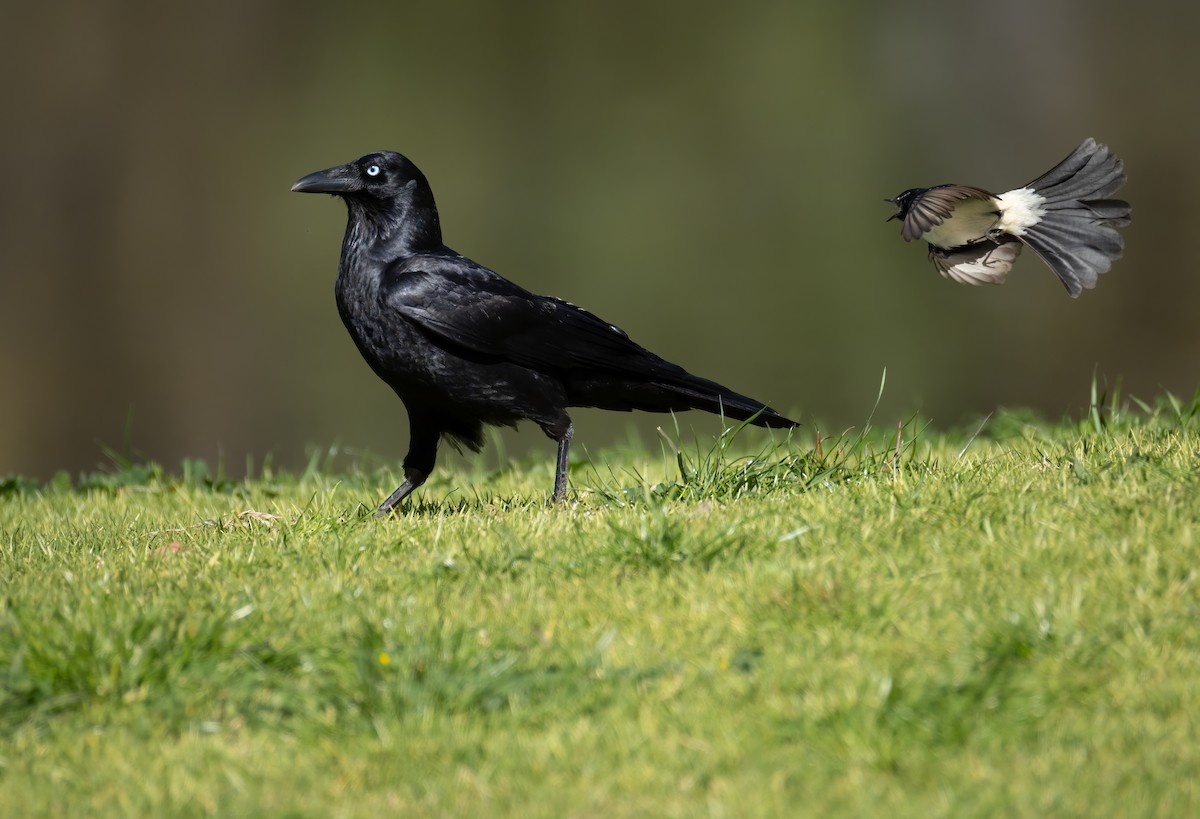 Little Raven - ML645539602