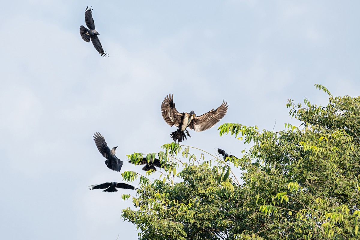 Ubarroi handia - ML645539603