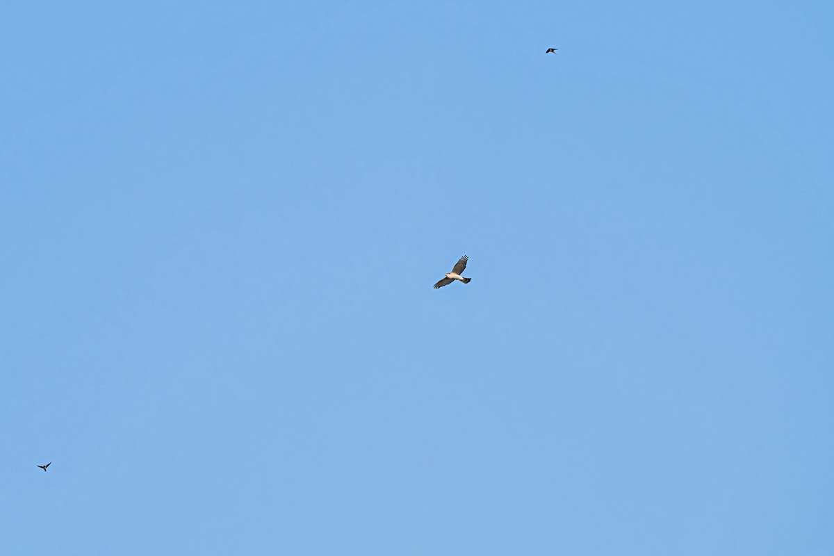 Gabirai arrunta - ML645539604