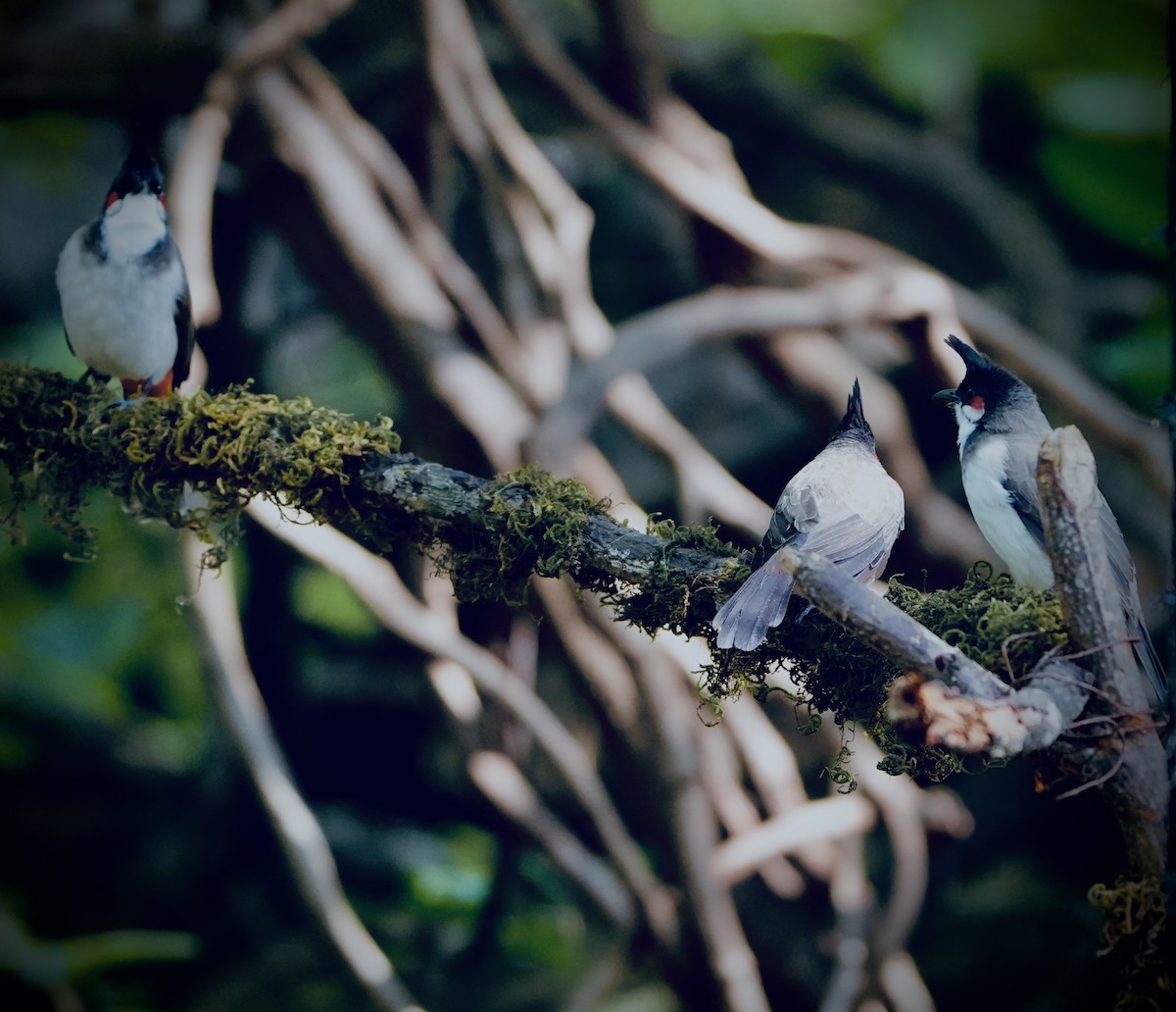 Bulbul masailgorria - ML645539607