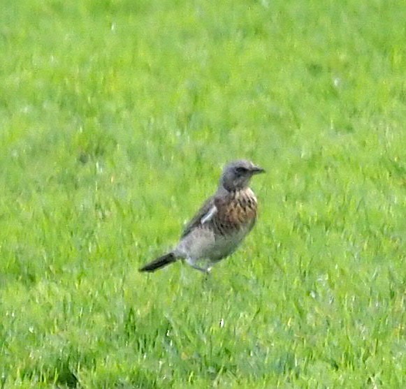 Durdula - ML645539608