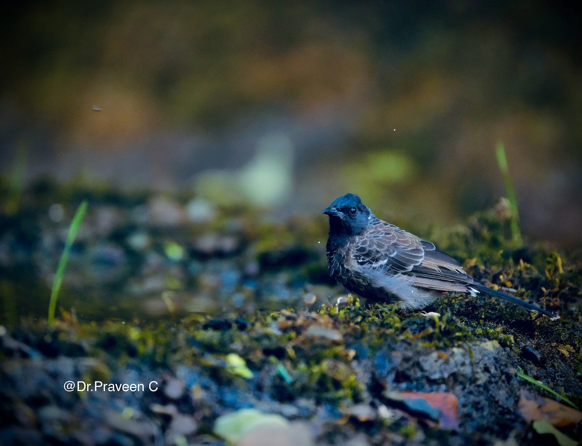 Bulbul ipurgorria - ML645539609