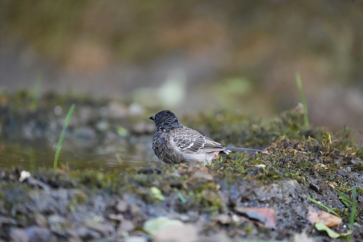 Bulbul ipurgorria - ML645539610