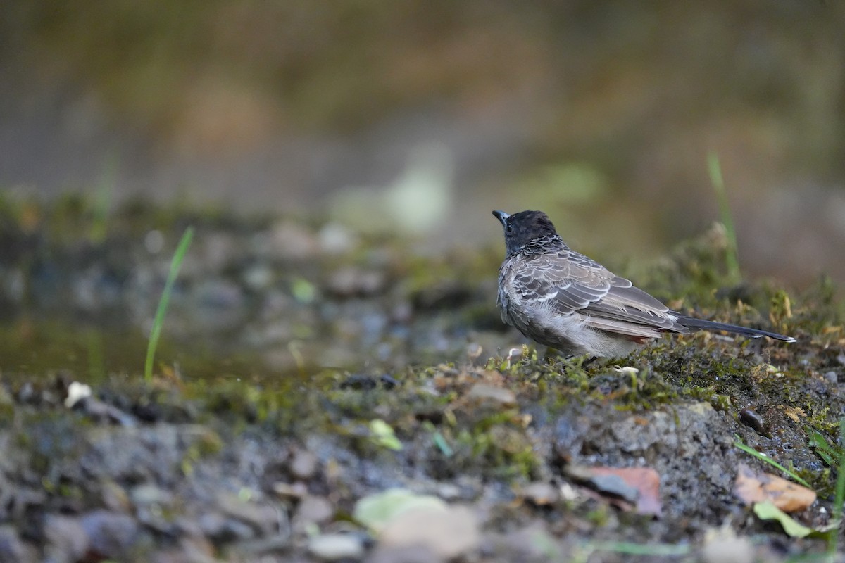Bulbul ipurgorria - ML645539611
