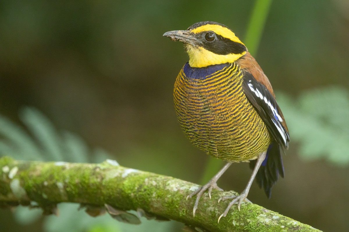 Javan Banded-Pitta - ML645539612