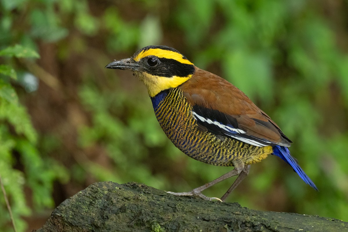 Javan Banded-Pitta - ML645539613