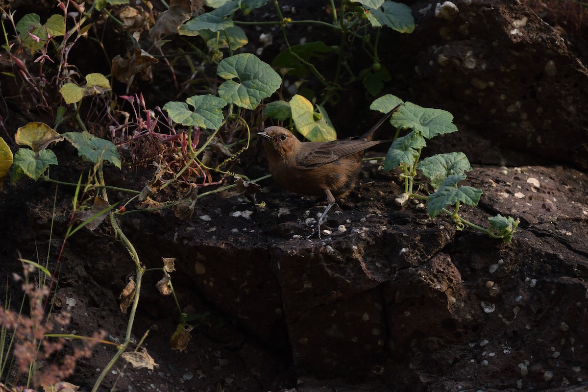 Buztanbeltz arrea - ML645539614