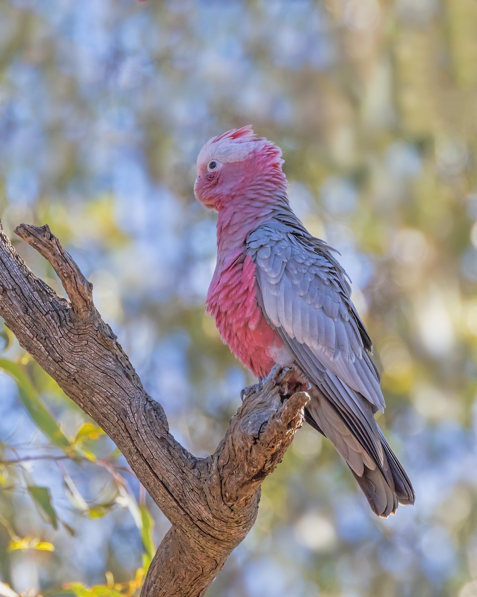Galah - ML645539615