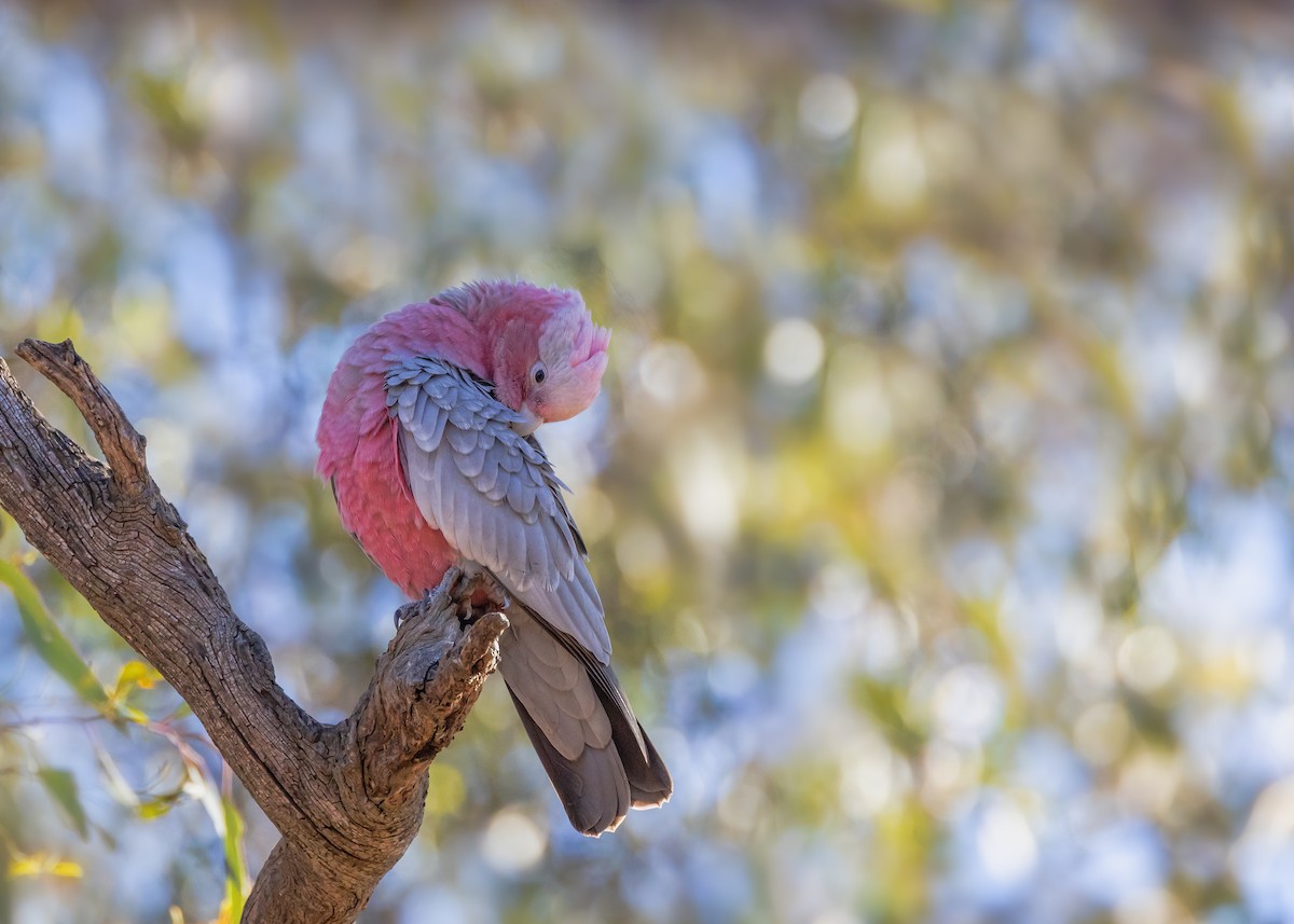 Galah - ML645539616
