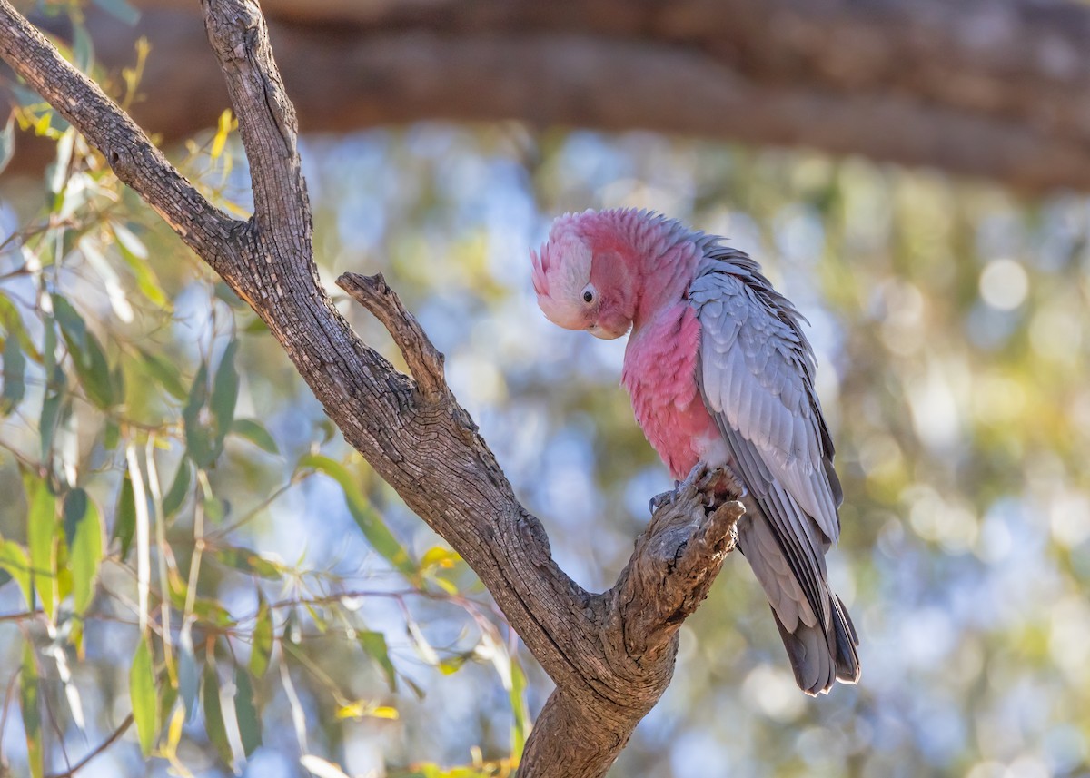 Galah - ML645539617