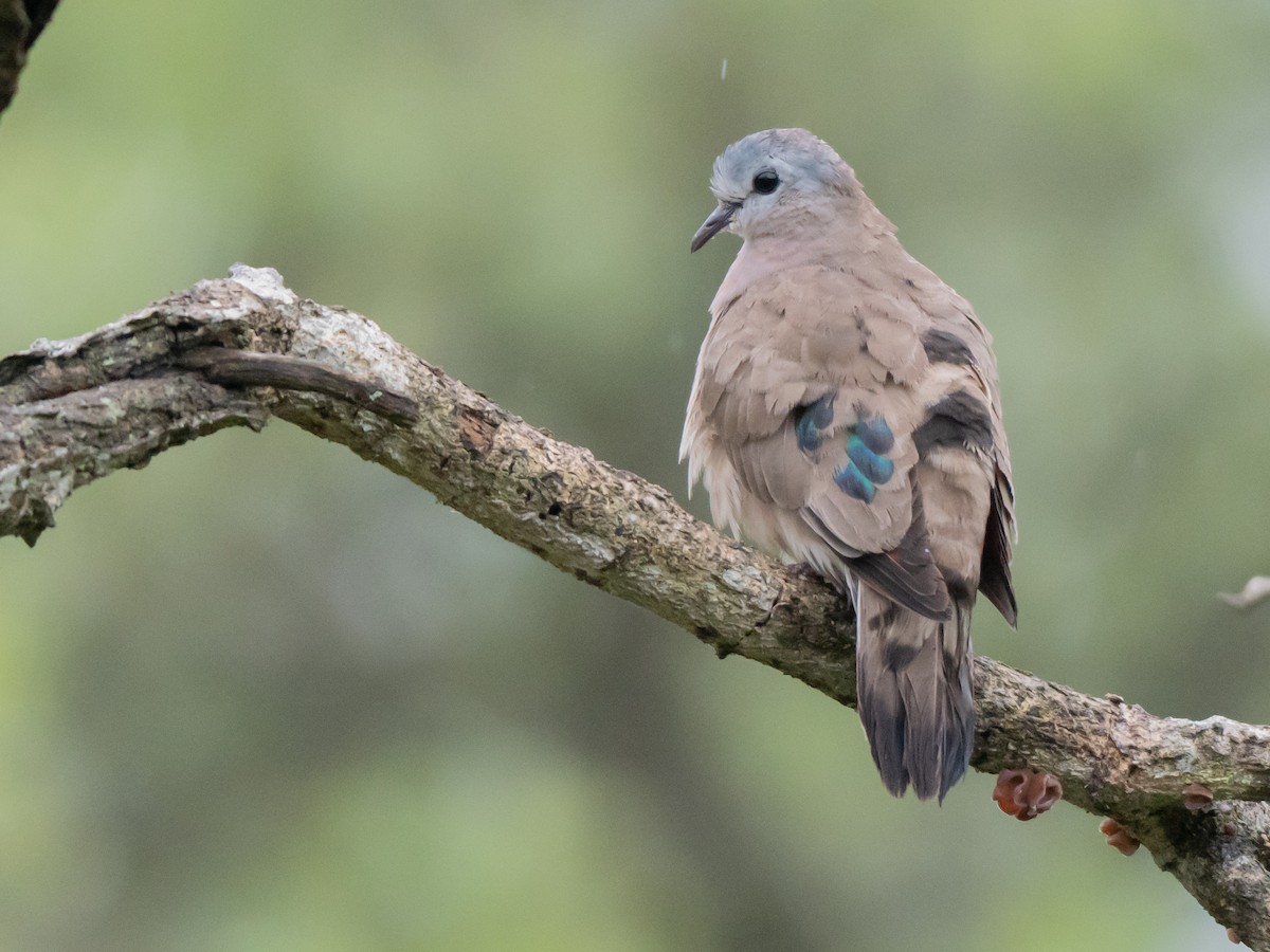 Emerald-spotted Wood-Dove - ML645539619