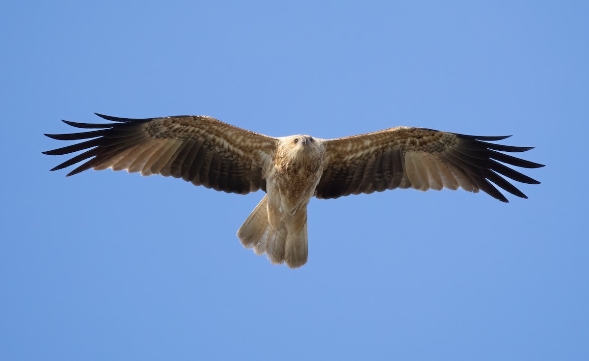 Whistling Kite - ML645539621