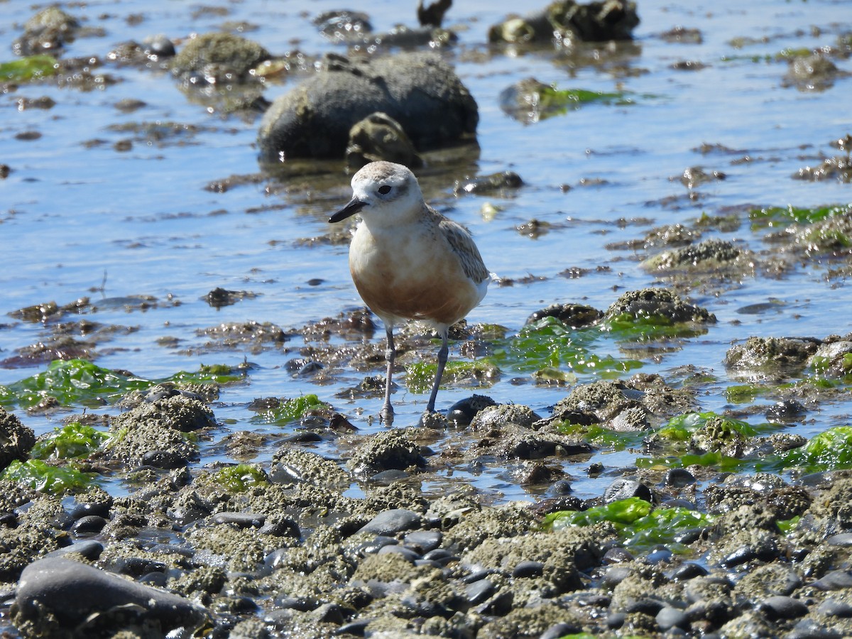 Red-breasted Dotterel - ML645539622