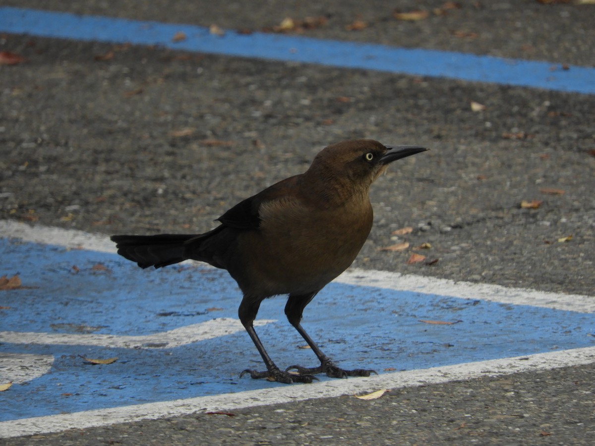Гракл великохвостий - ML645539627