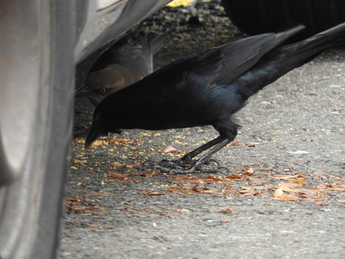 Гракл великохвостий - ML645539628