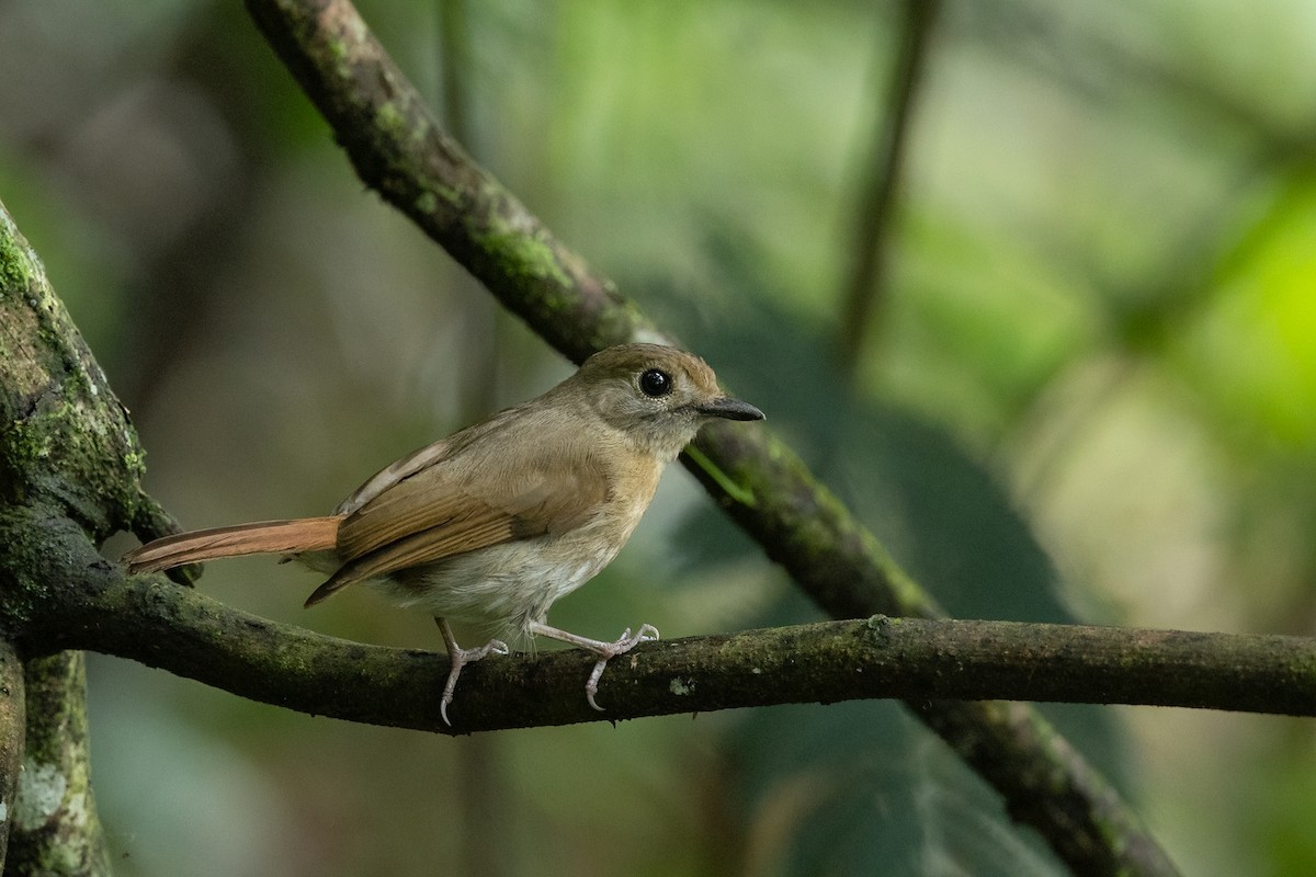 Papamoscas Dorsioliva - ML645539630