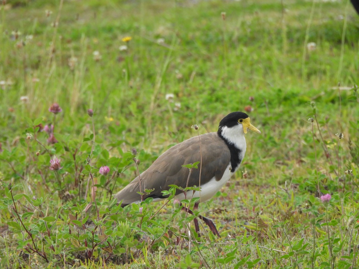 Masked Lapwing - ML645539639