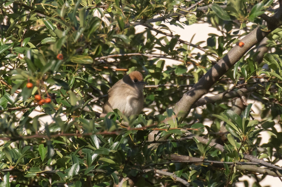 Eurasian Blackcap - ML645539646