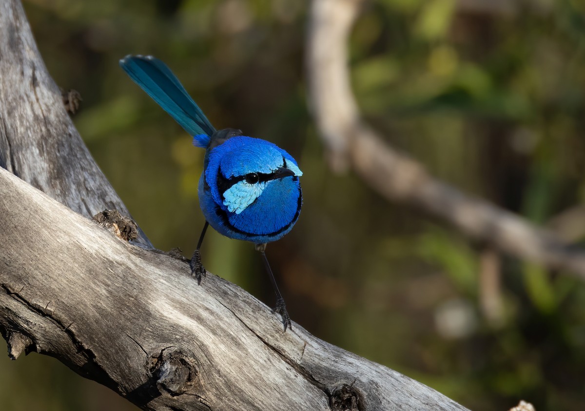 Splendid Fairywren - ML645539648