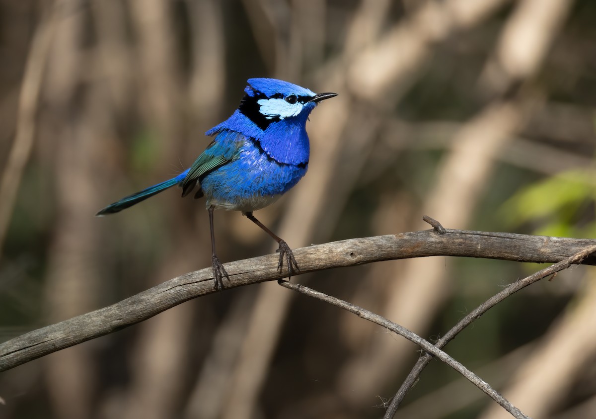 Splendid Fairywren - ML645539649