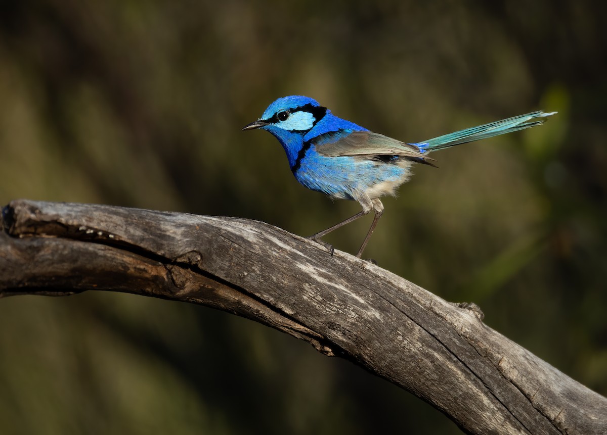 Splendid Fairywren - ML645539650