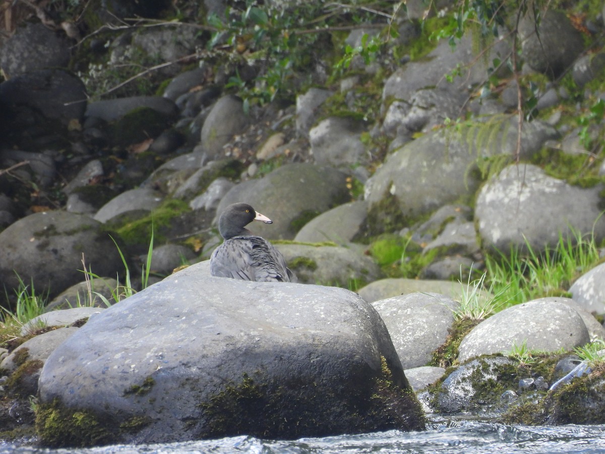 Blue Duck - ML645539653